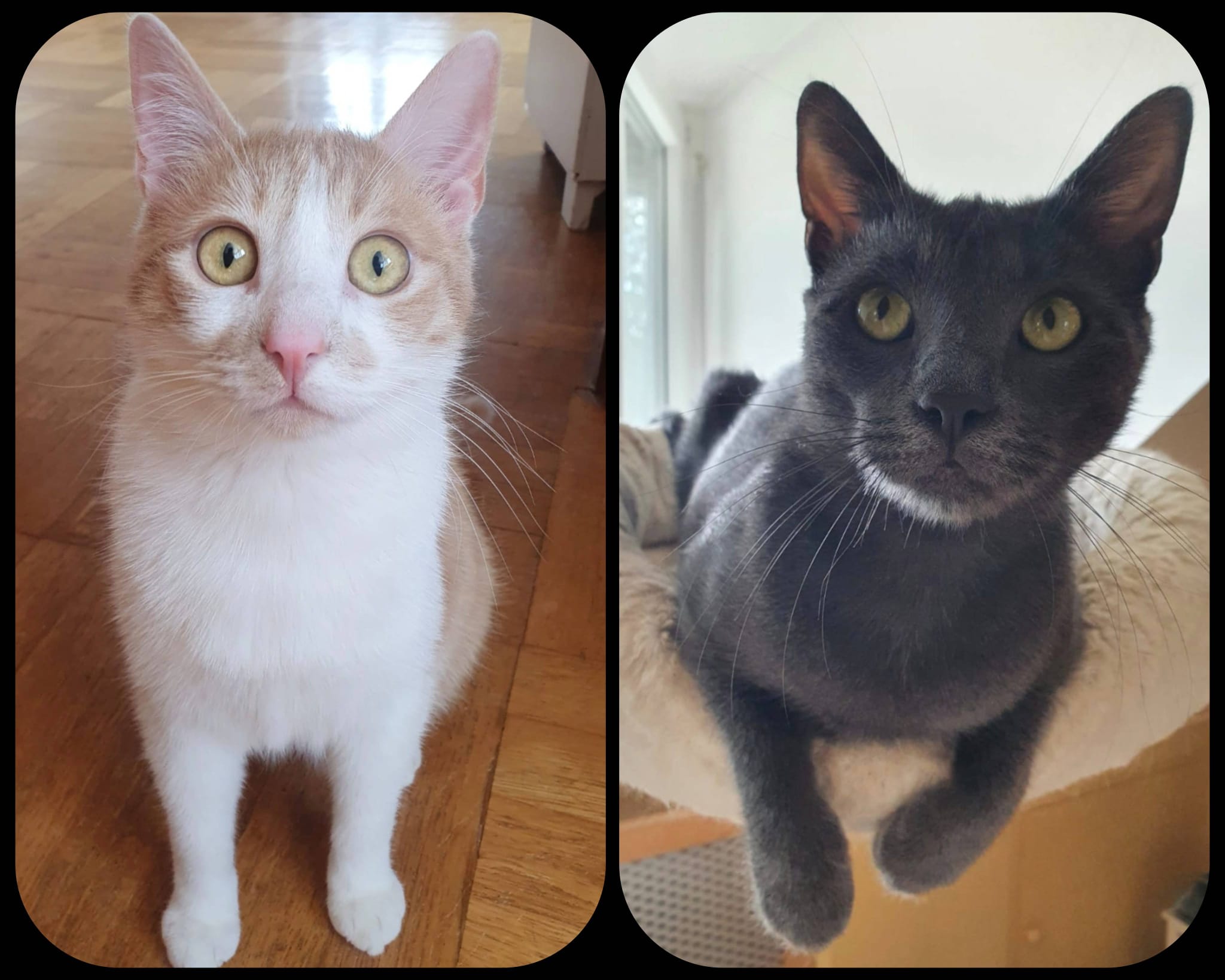 Ferero & Simba