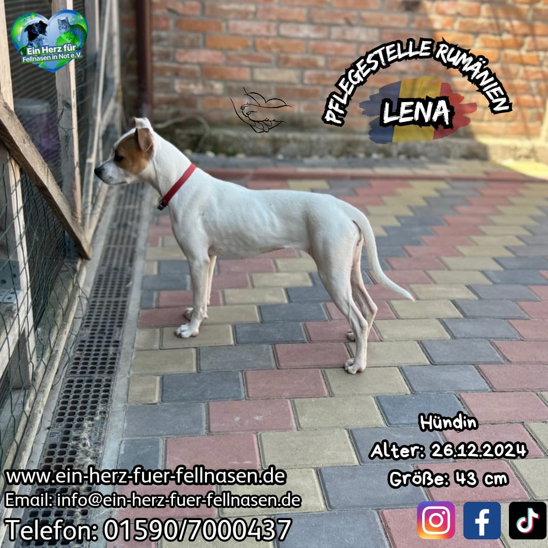 Lena 🐾