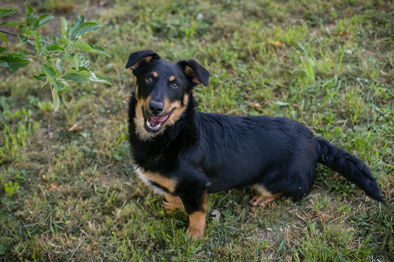 Fritz