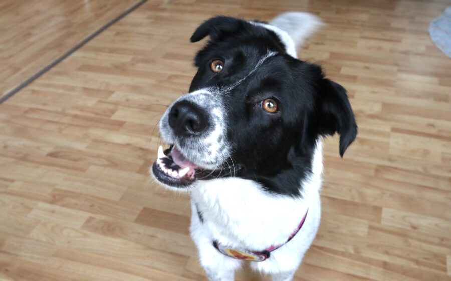 Piper