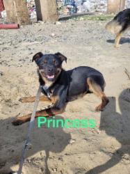 Princess