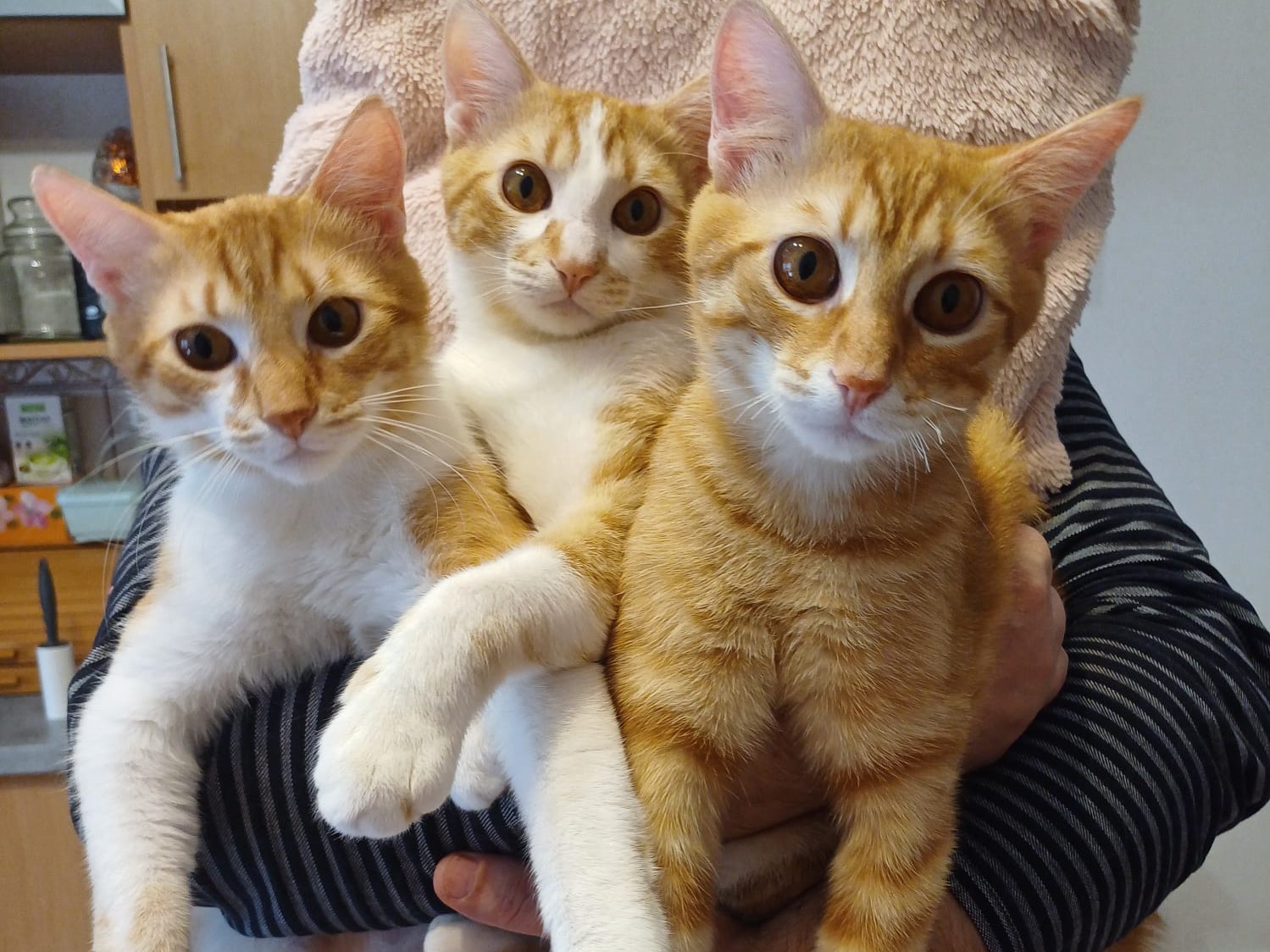 🐱Trio Apricot,Peach&Pumpkin🐱