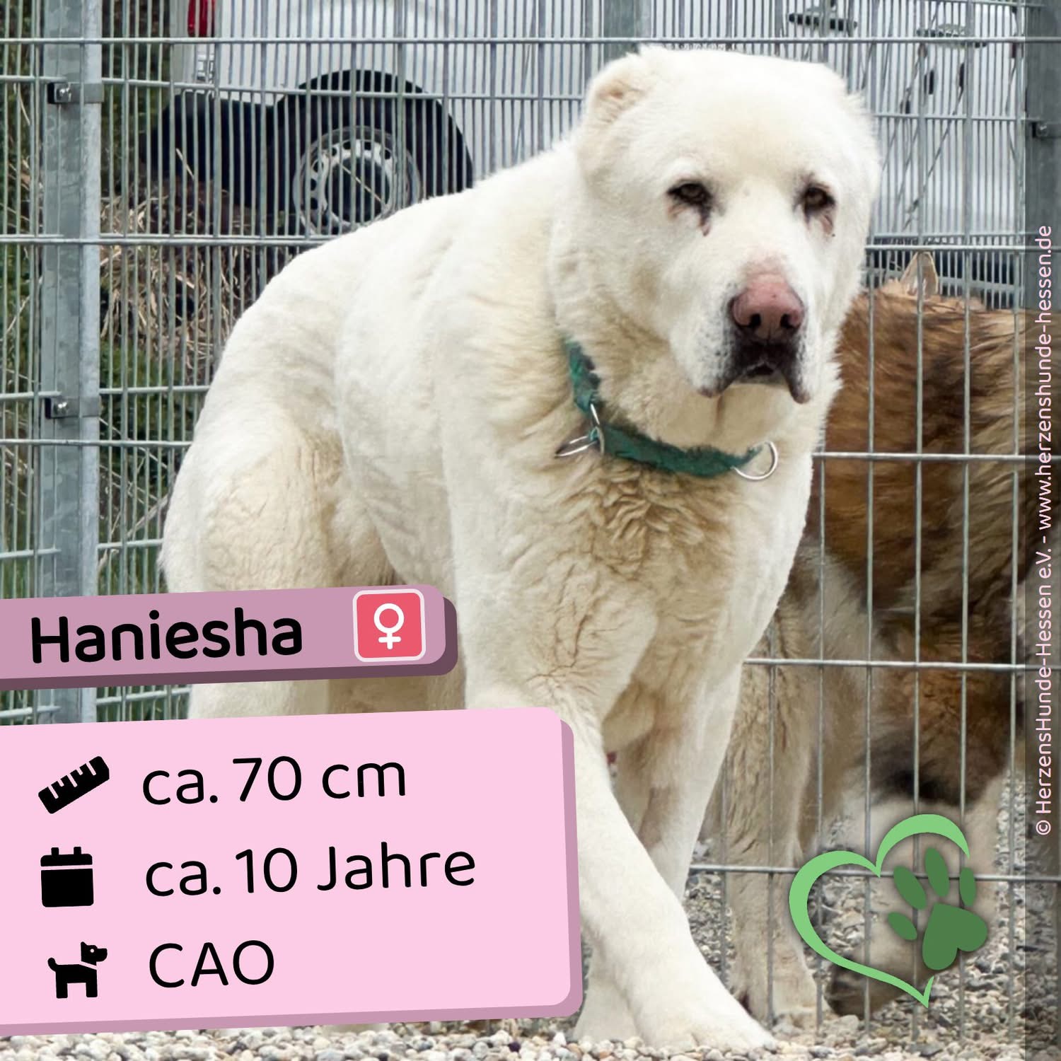 Haniesha