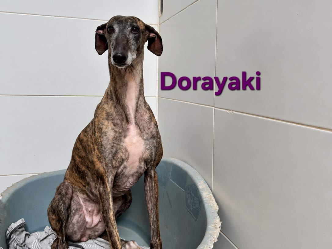 Dorayaki