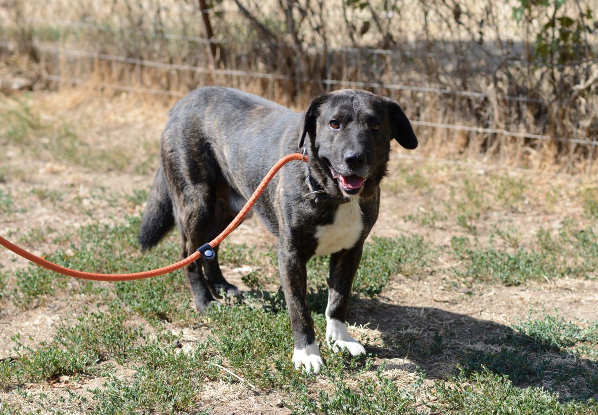 Zeno