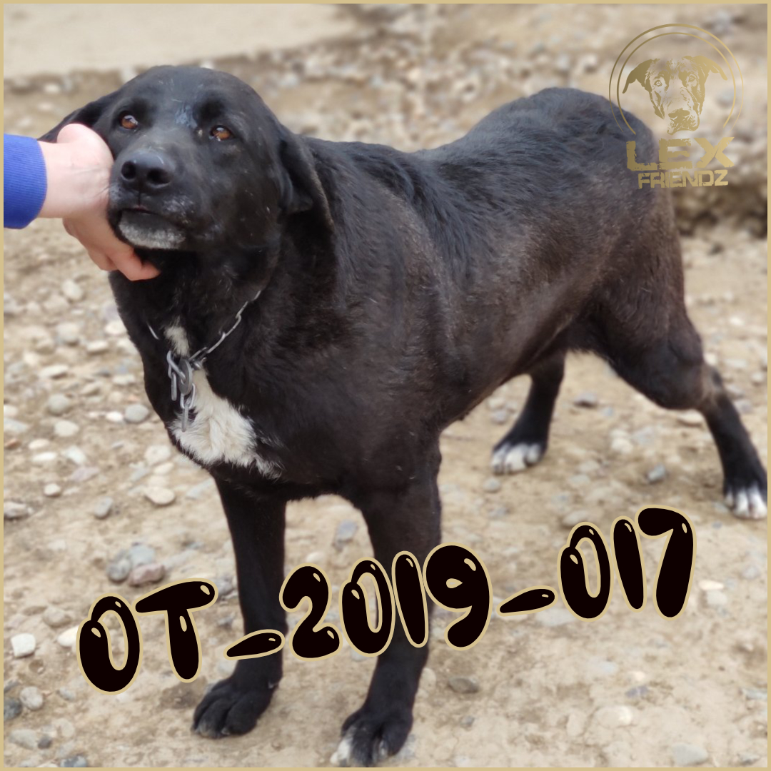 OT-2019-017