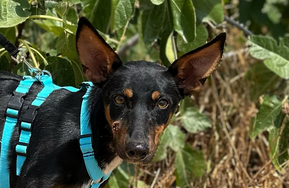 Doby