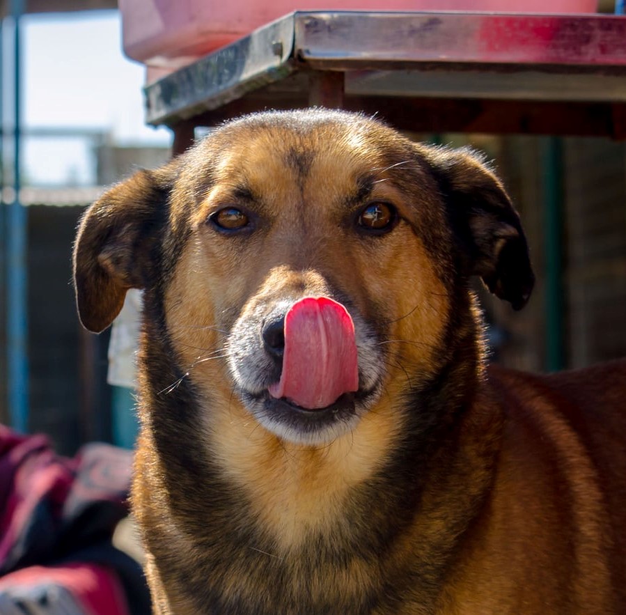 RAMBO sucht liebes Zuhause