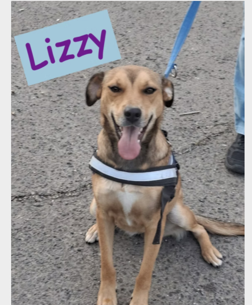 Lizzy