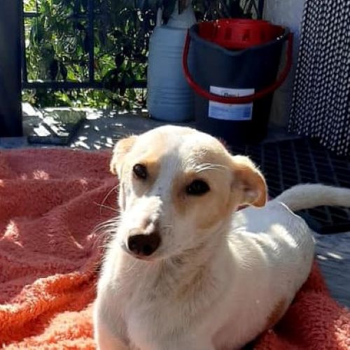LEA-MARIE sucht Traumkörbchen