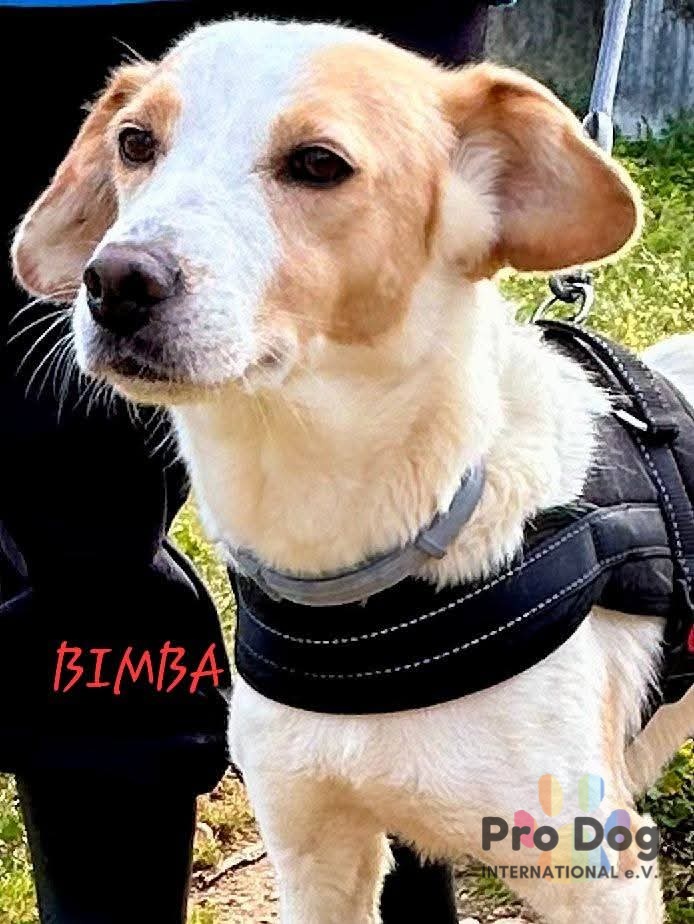 Bimba