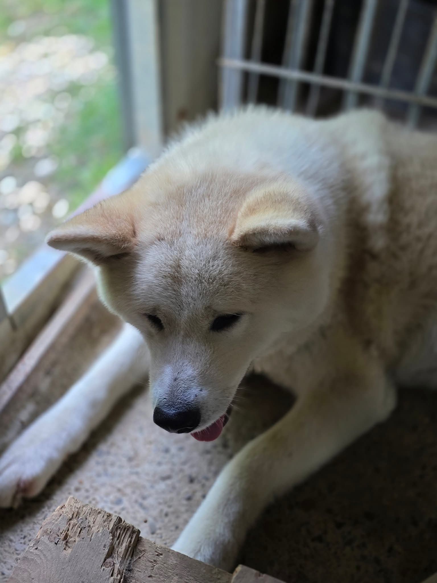 Aky - Akita Hündin