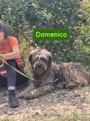 Domenico