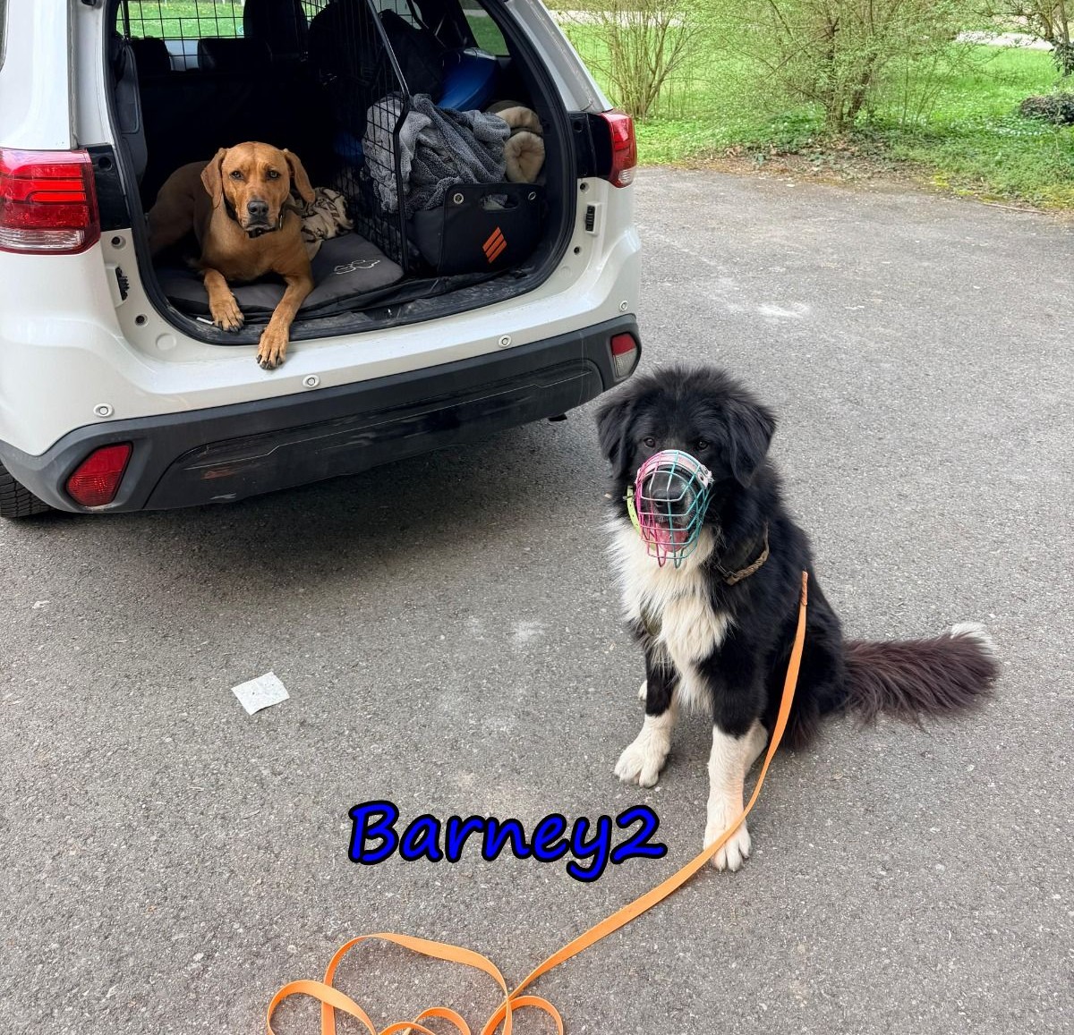 Barney2 (Vermittlungshilfe)