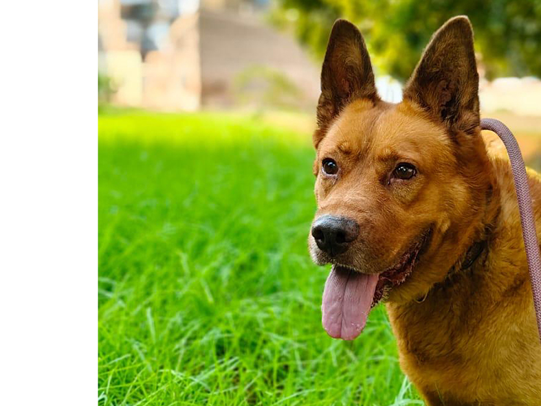 CHEKO