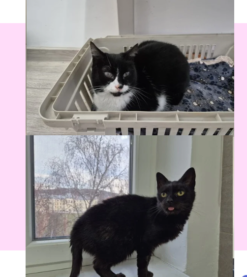 Lotti&Chocolate 🐈‍⬛🐾🐈