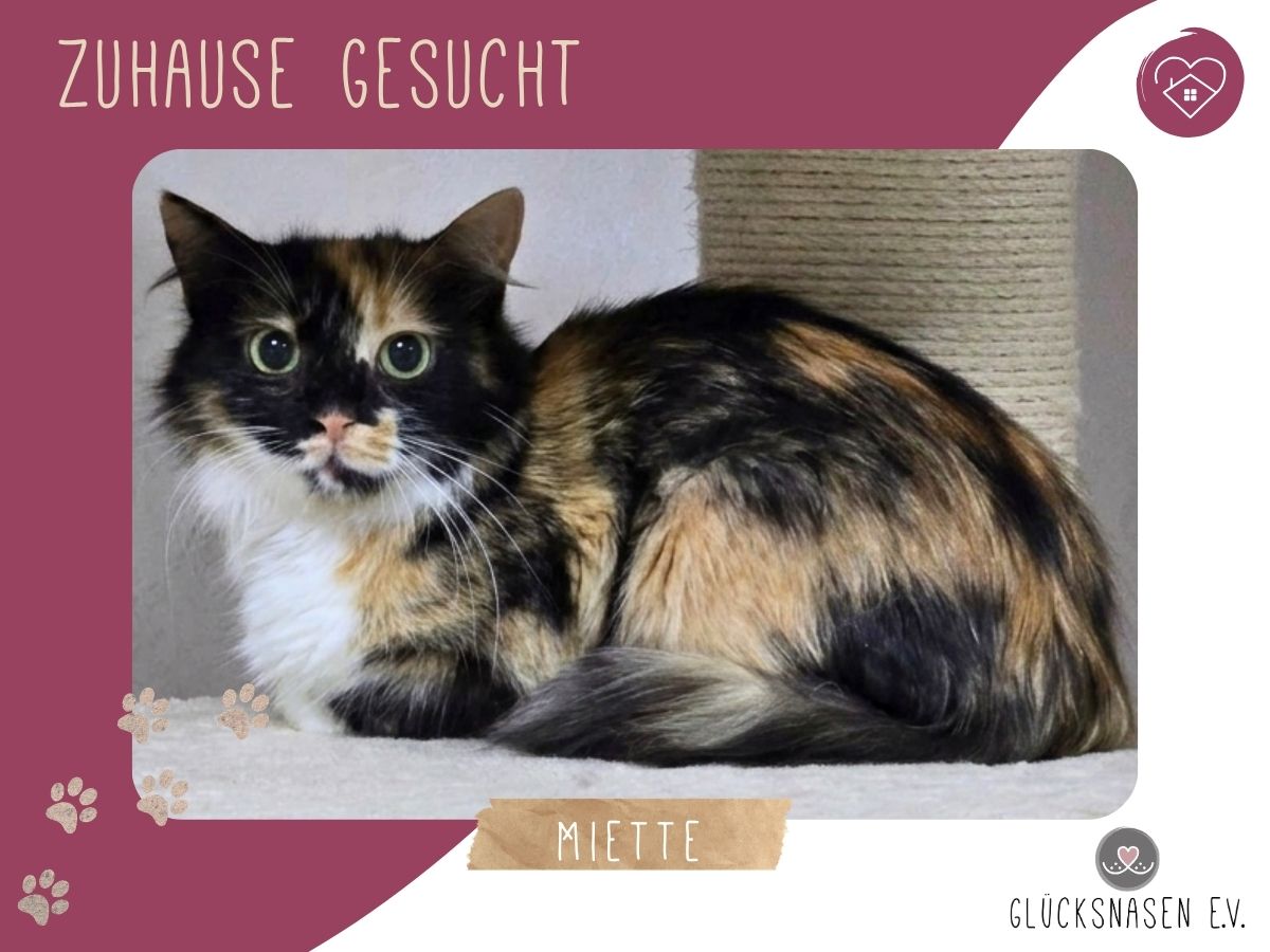 Miette wartet auf Post