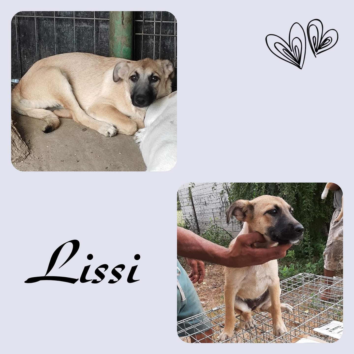 Lissi