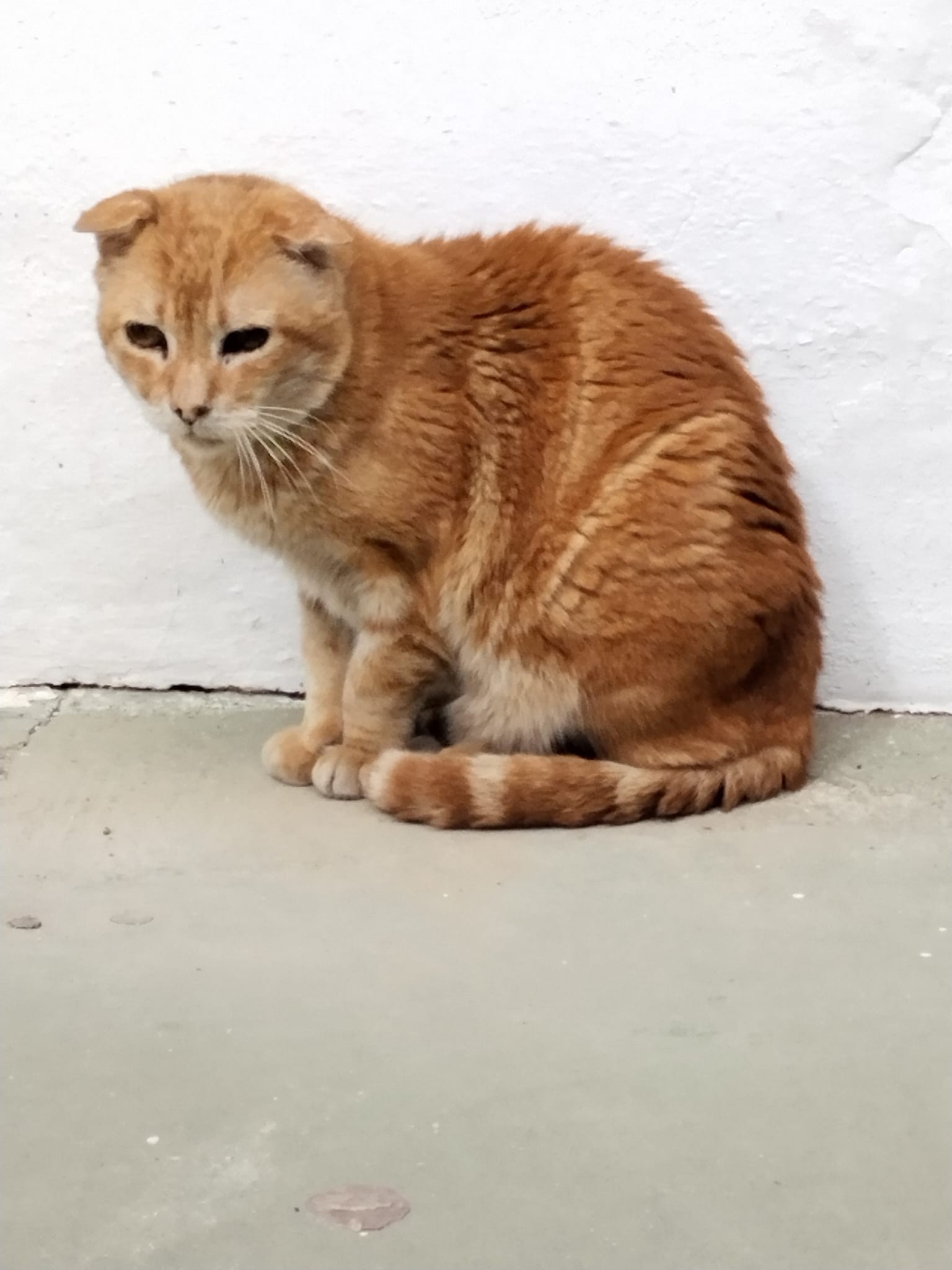 Garfield