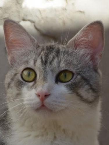 Tino