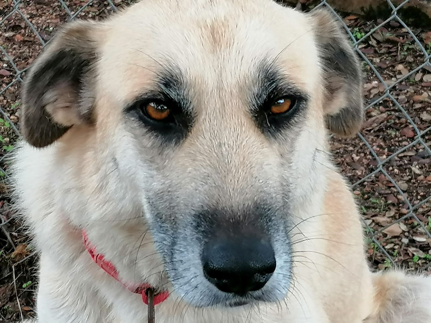 Mili