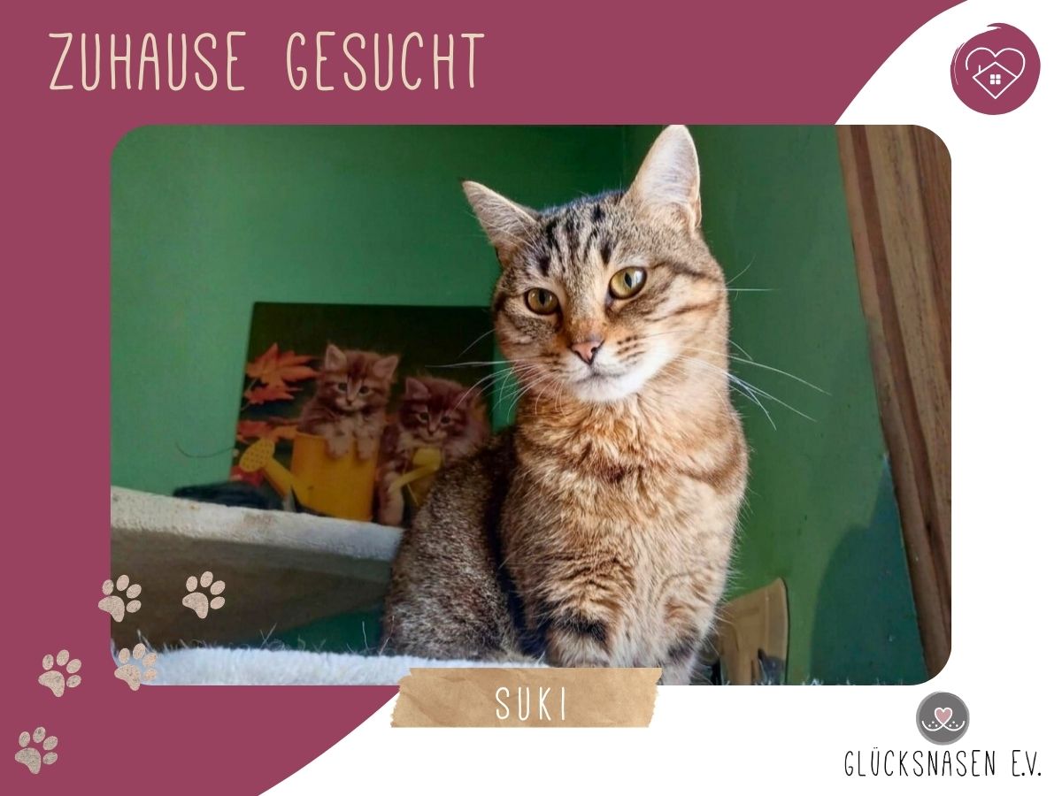 Suki möchte endlich ankommen