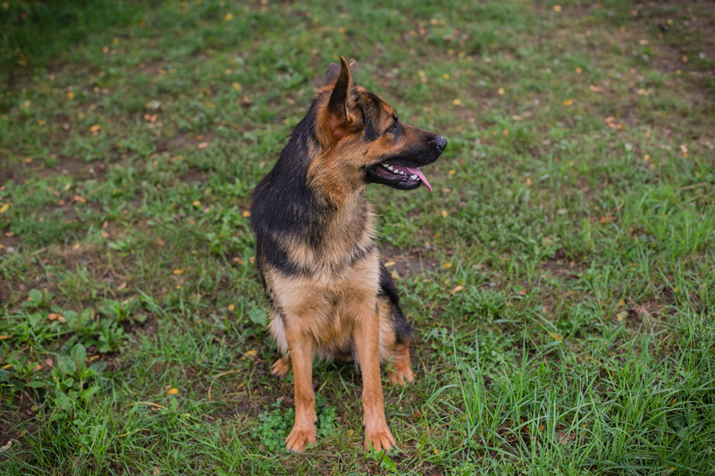 Jördi
