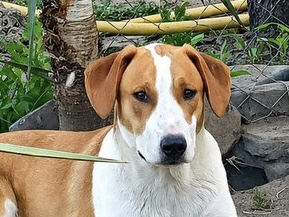 Enzo