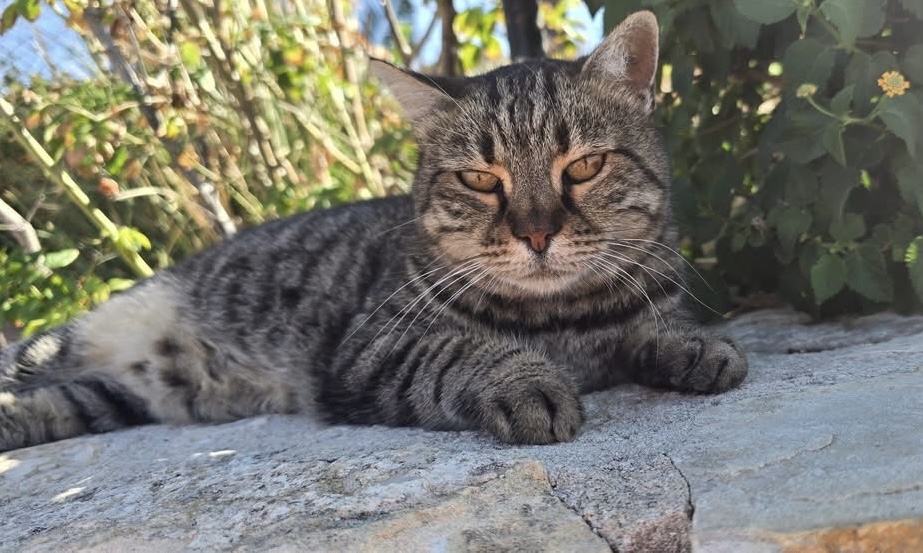 Carmelita