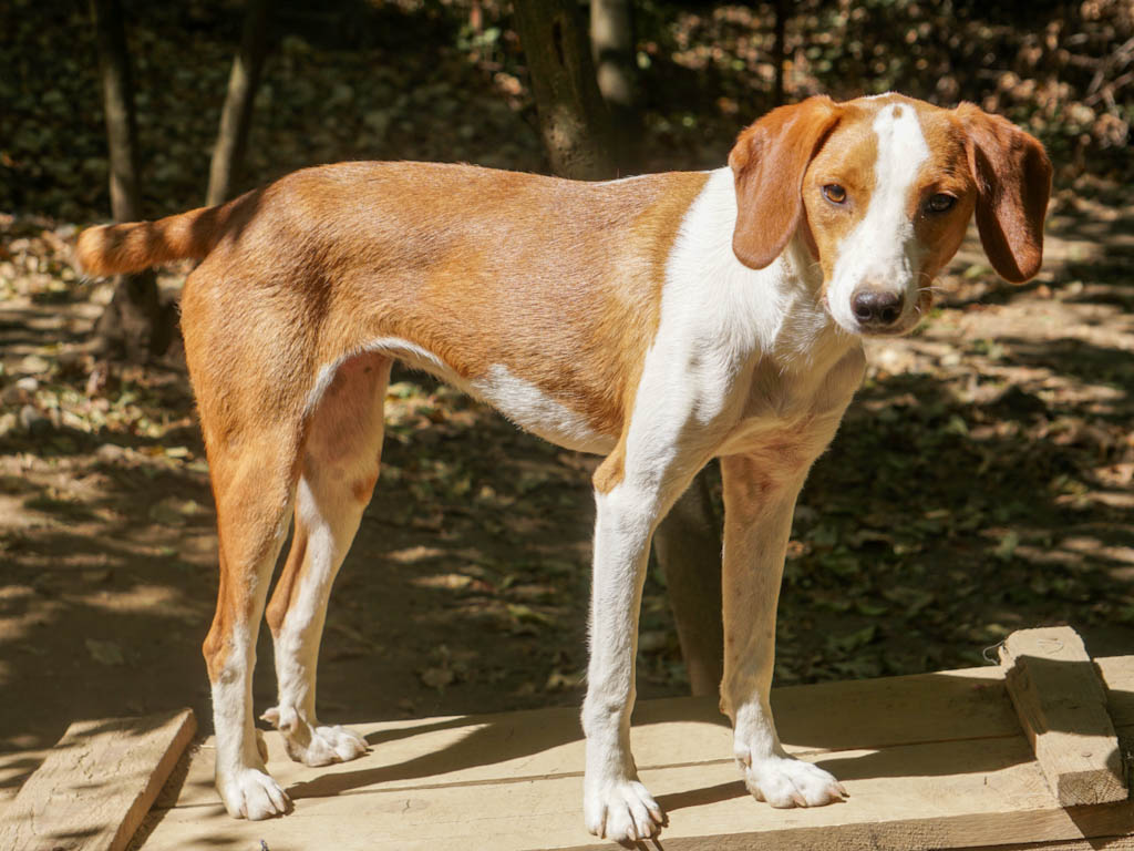 Perdita