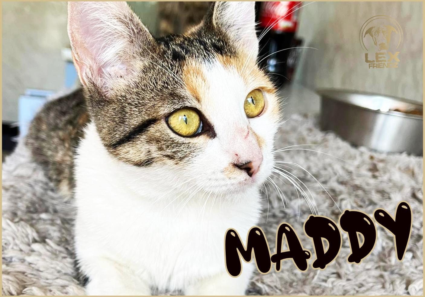 MADDY