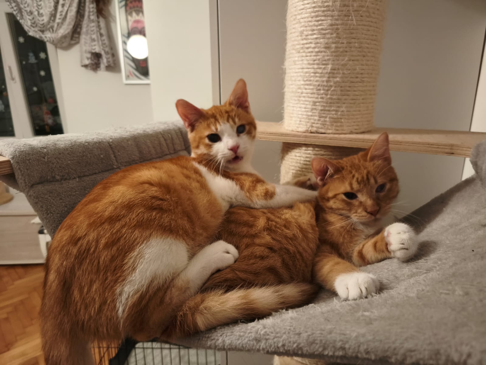Alfie & Porto