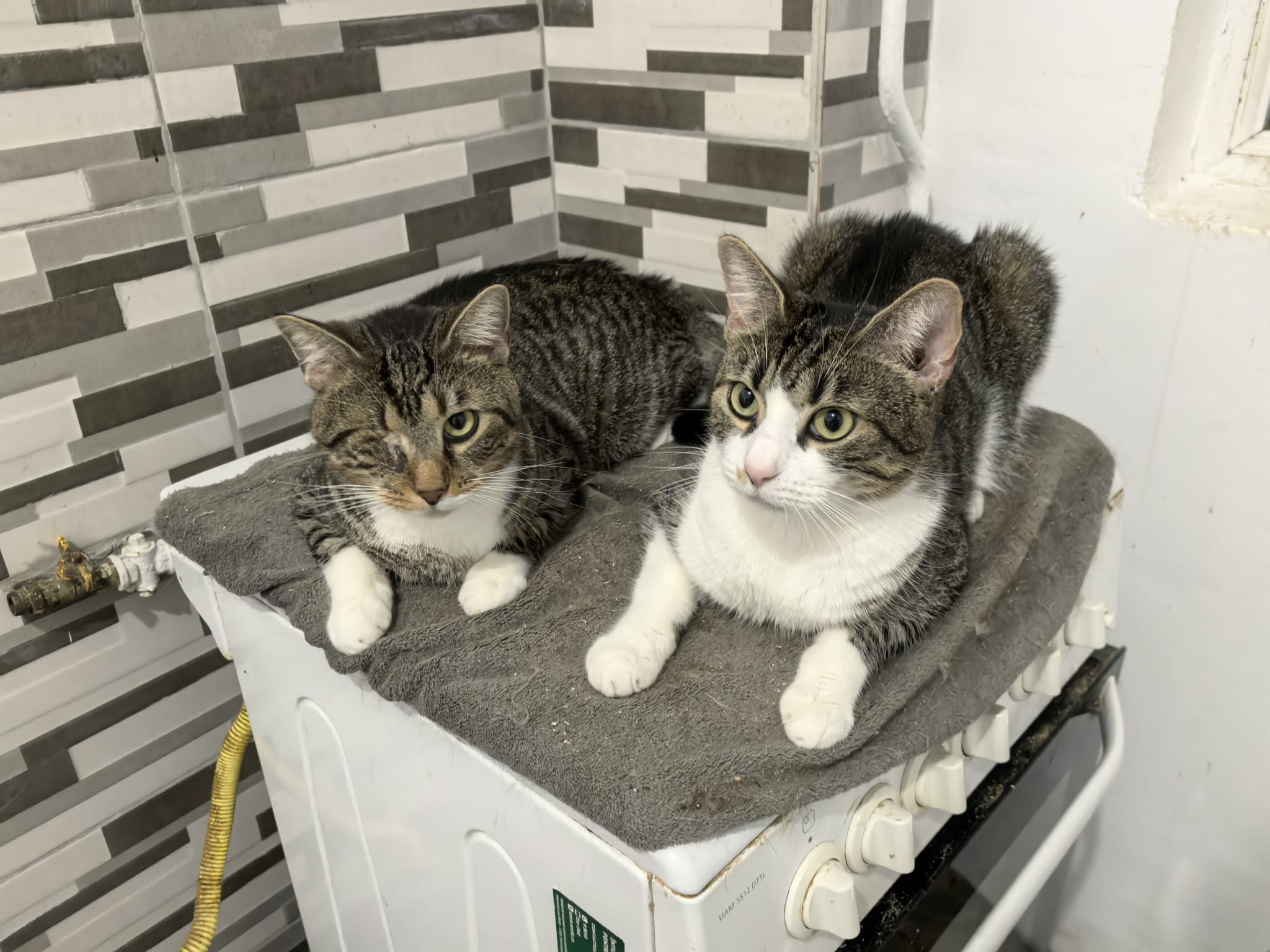🐱Asterix & Obelix❤️