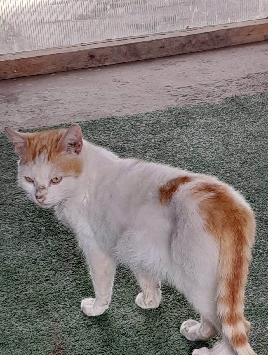 Ilias 🐾🐈