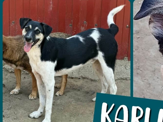 Karli