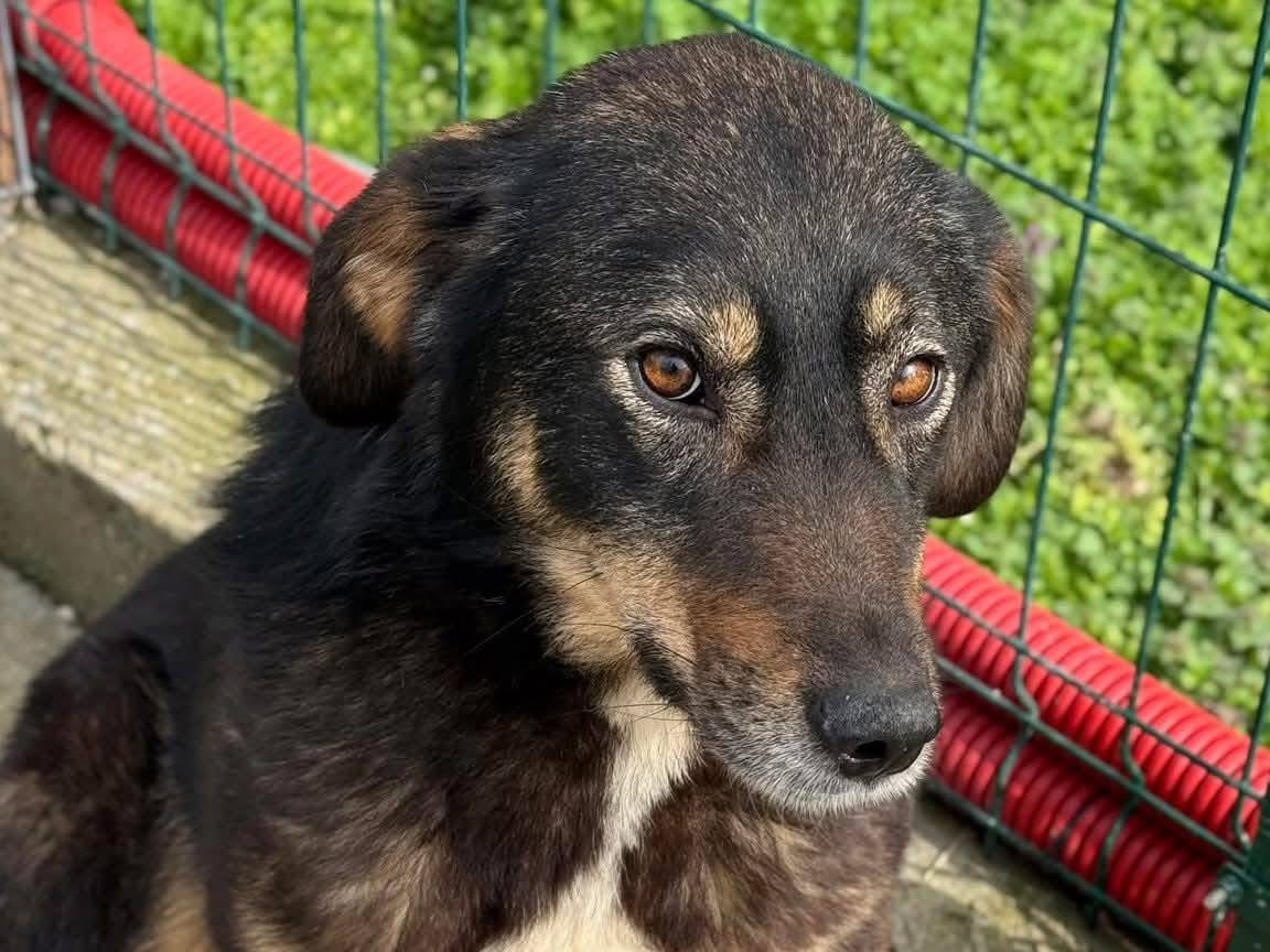 Sina 🐾🐕