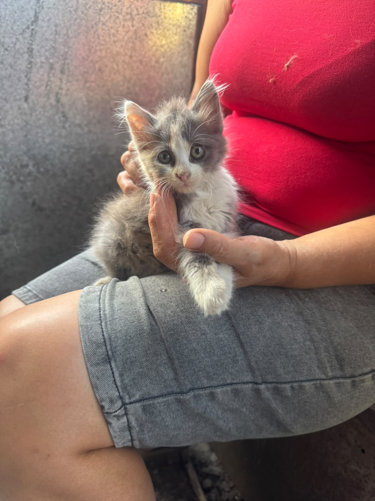 ❤️Süße Babykatze Lizzy❤️