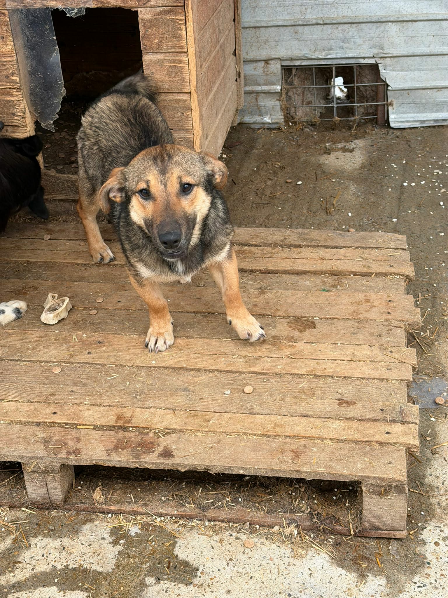 Cujo🐾braucht Zeit