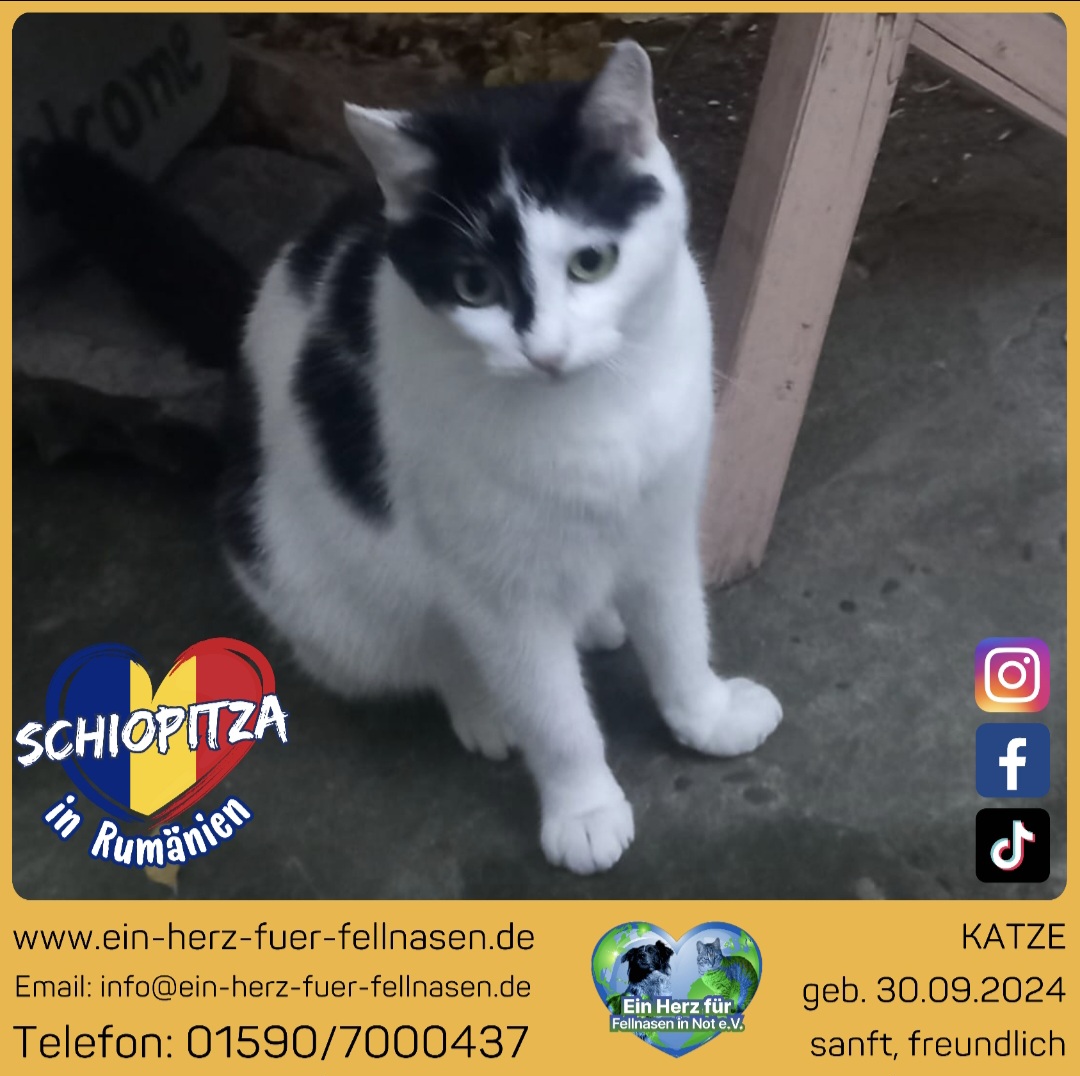 ❣️ Schiopitza ❣️ Freigang❣️