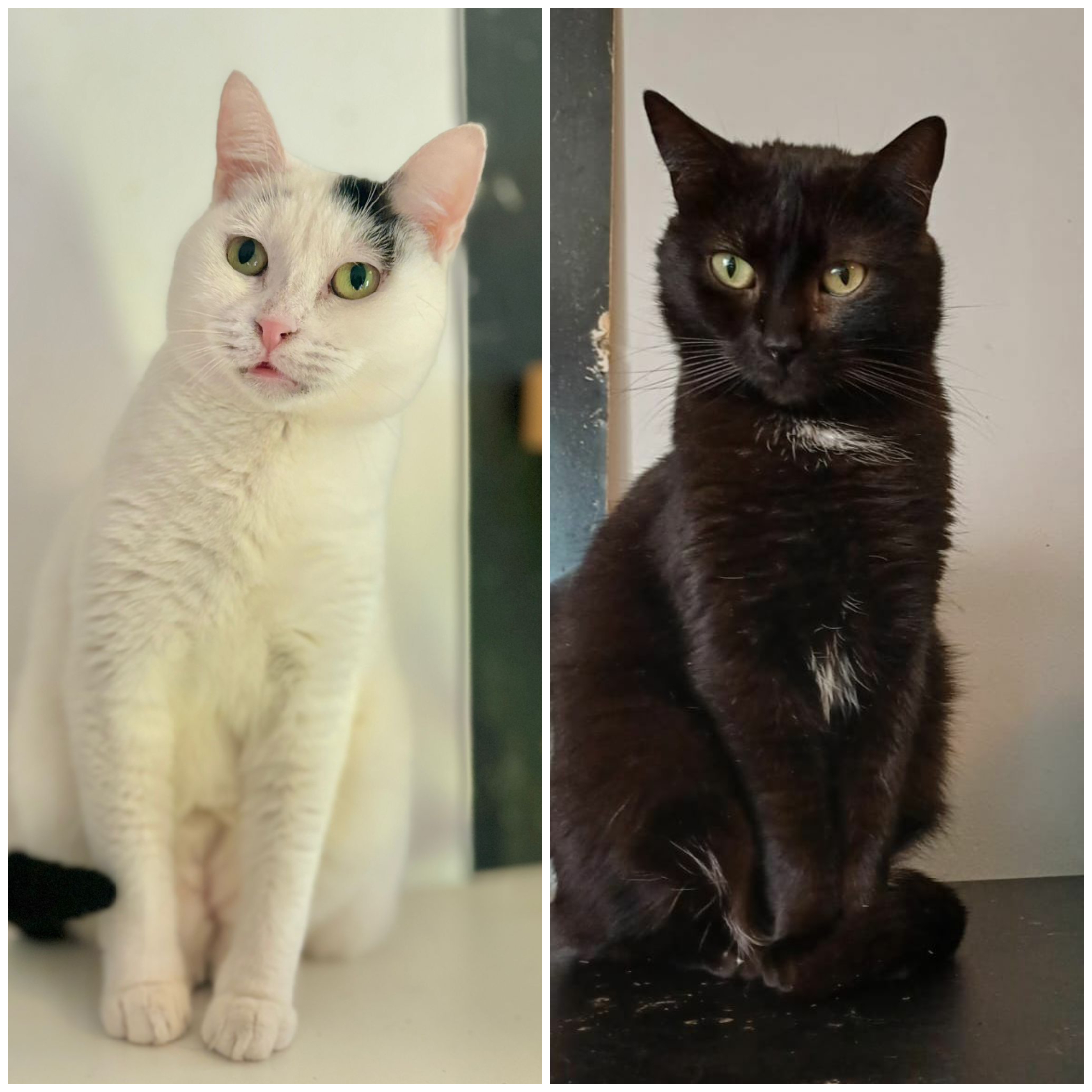 🐾Traumpaar Stelica & Elsa 💞
