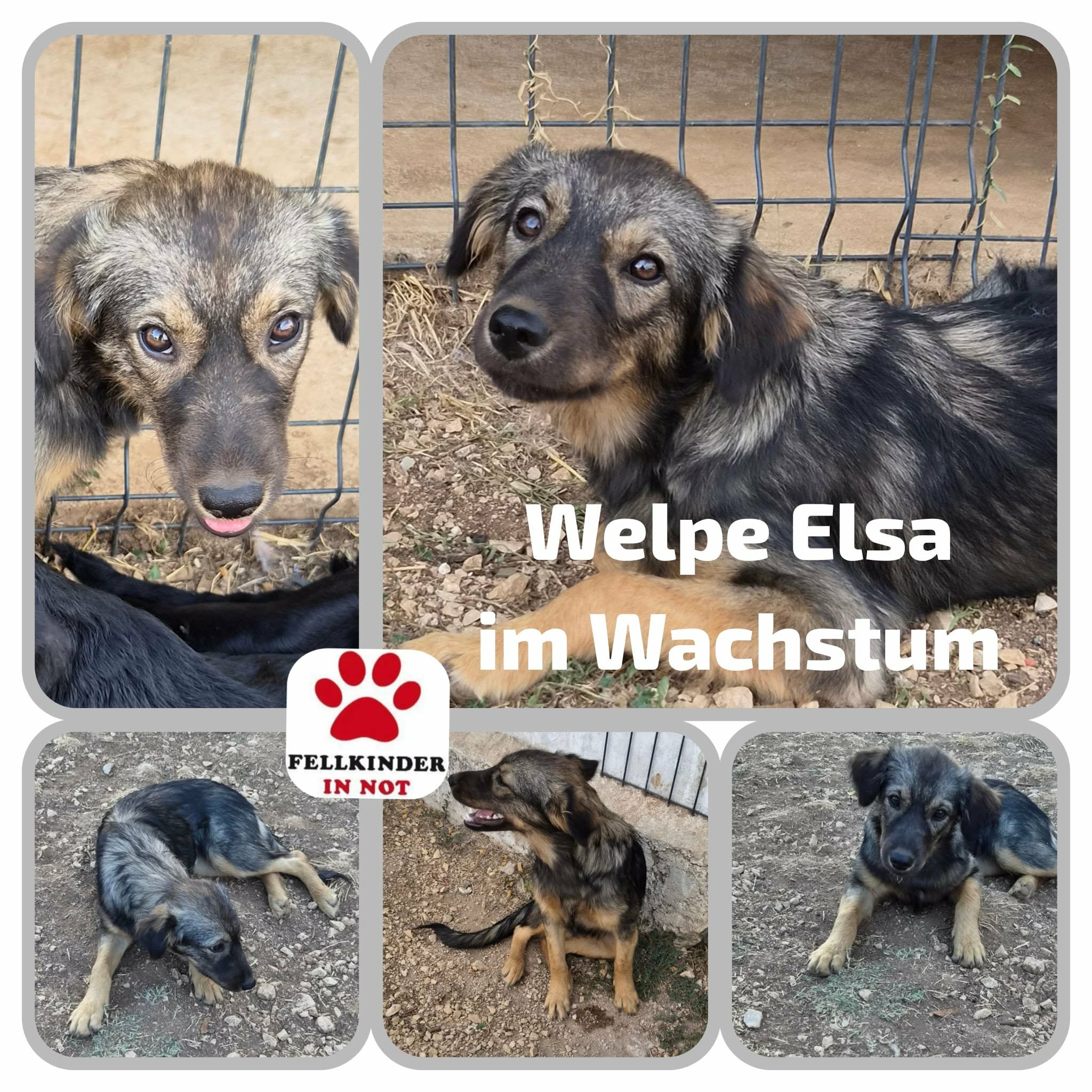Elsa