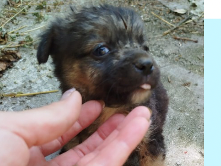 Mirko 🐾🐕
