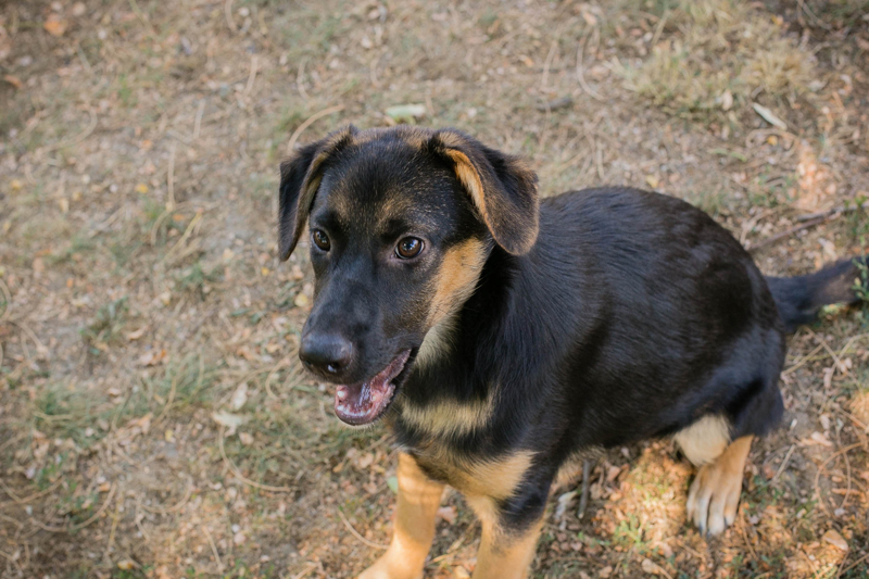 Mitja