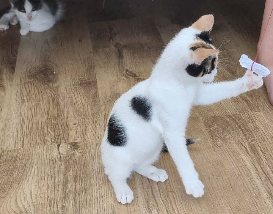 Freya