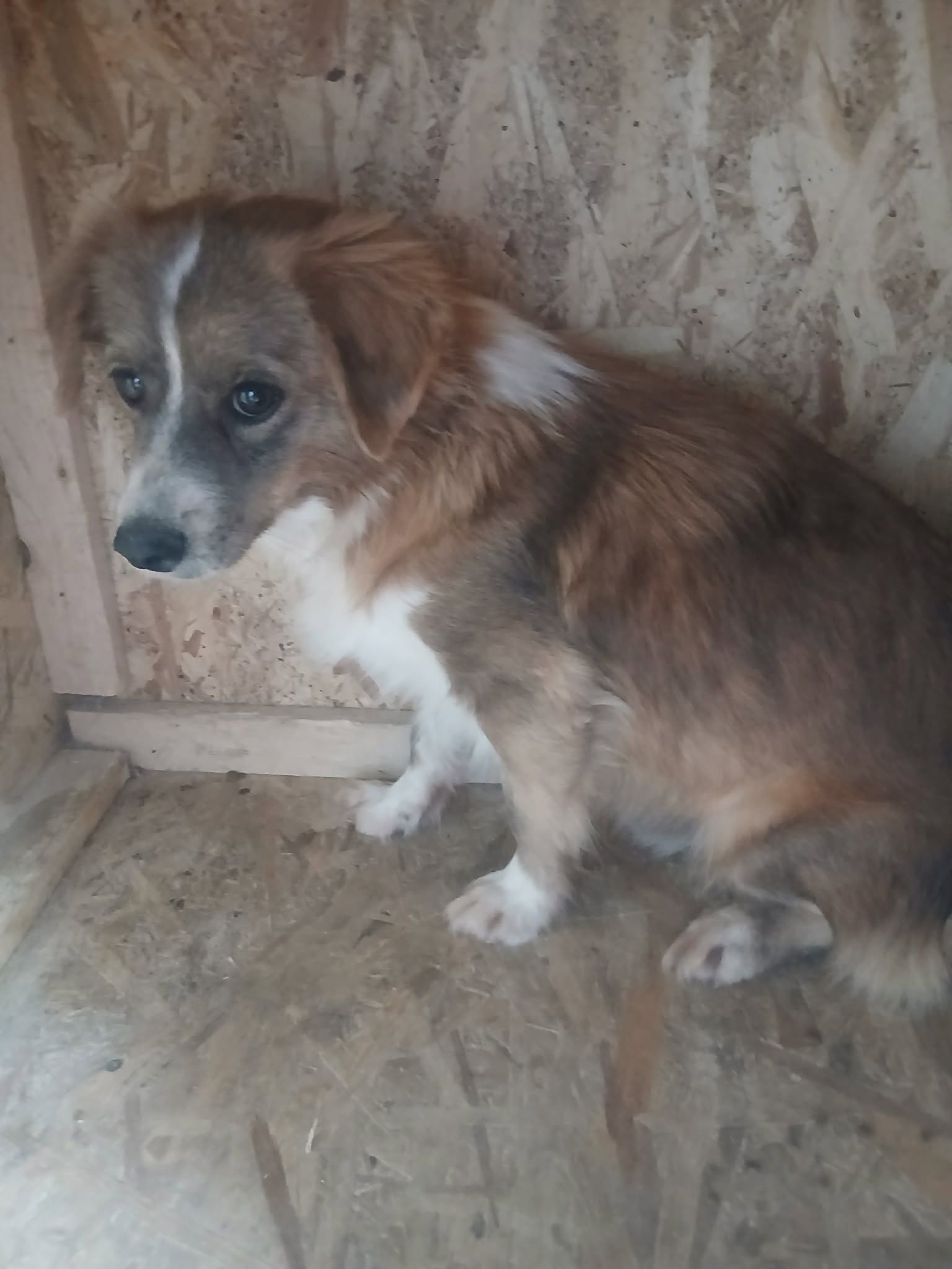 Joshi 🐕