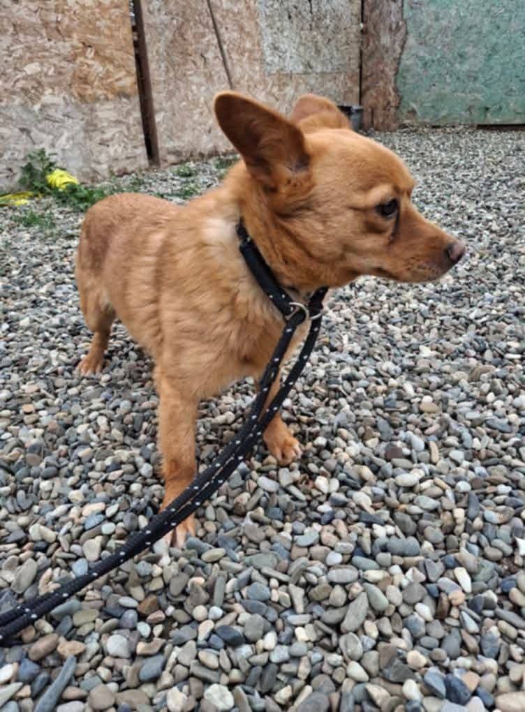 Sammy
