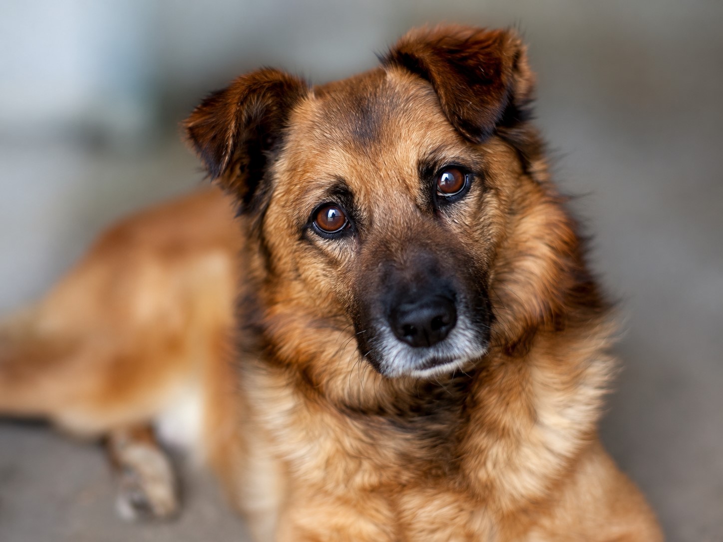 Sanft - Tierschutz-Senior Joko
