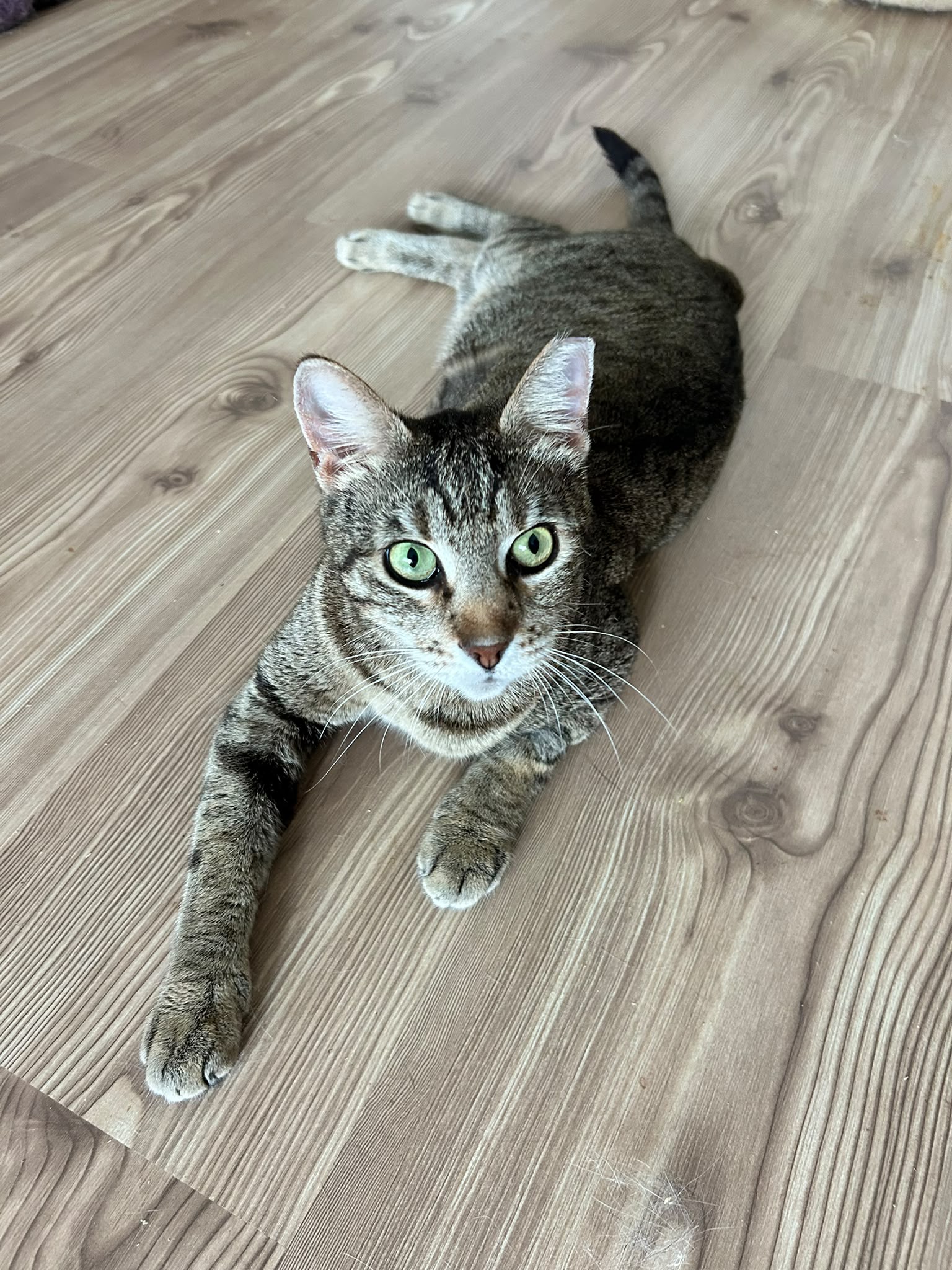 🌺Einzelkatze Lia🌺