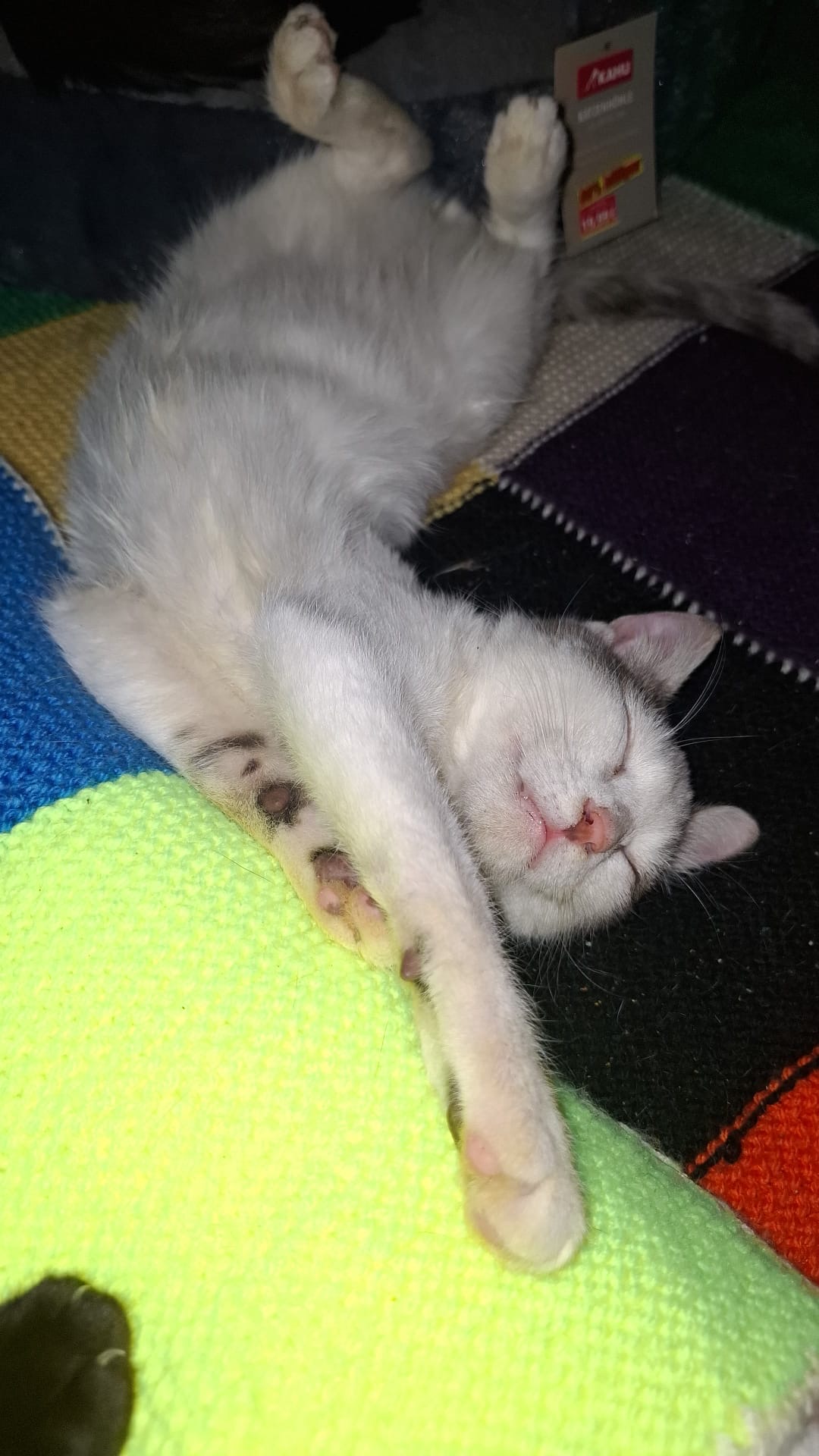 Willi 🐾🐈