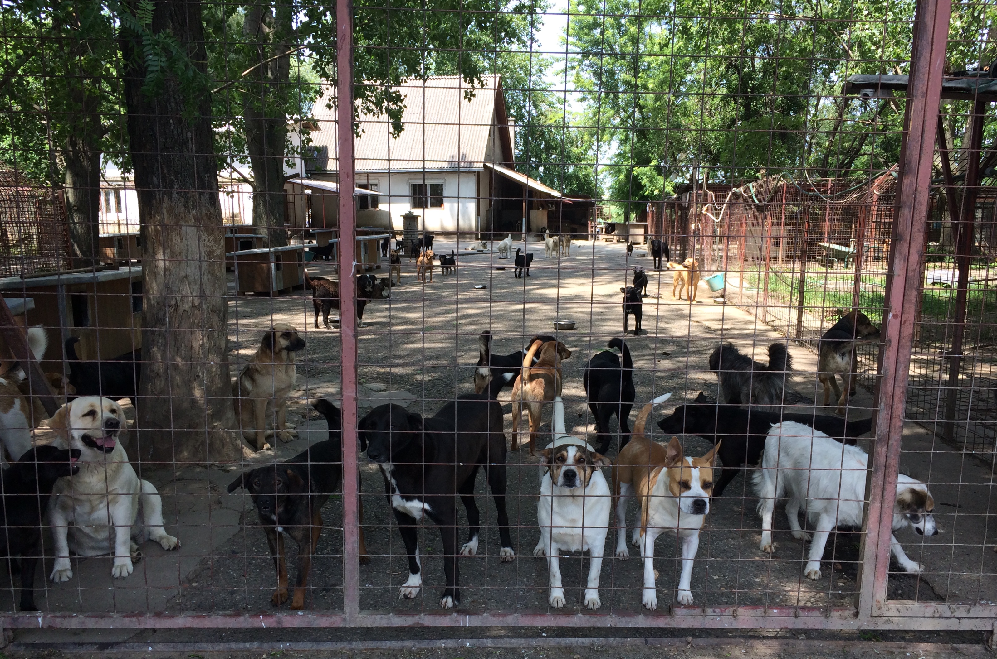 Help For Strays e.V. - Animal Hope Riska Belgrad